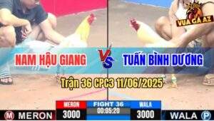 Trận 36 CPC3 11/6/2025 - Gà Bướm Anh Tuấn Gồng Phản Ăn 1 Ngoạn Mục