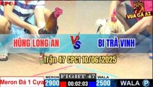 Trận 47 CPC1 10/6/2025 - Gà Anh Bi 2 Cựa Đá Với 1 Không Chột Cũng Chạy
