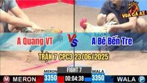 Trận 7 CPC3 23/06/2025 - Gà Bướm Anh Bé Bến Tre Đá Bo Như Xe Đụng