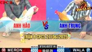 Trận 8 CPC2 27/06/2025 - Gà Anh Hào Nhập Nhẹ 3 Chân Đã Bẻ Dò Đối Thủ