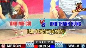 Trận 9 CPC1 7/6/2025 - Gà Anh Thanh Hưng Xin Nhẹ Cái Giò Gà Anh Mr Cùi