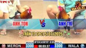 Trận 12 CPC1 5/7/2025 - Gà Anh Trí Đá Đúng 1 Cước Hạ Gà Anh Ton