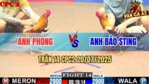 Trận 14 CPC2 20/7/2025 - Camelo Bảo Sting Đá Khét Nhấc Chân Không Nổi