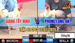 Trận 42 CPC3 12/7/2025 - Gà Úa Anh Phong Lên 2 Bị Gà Bướm Đá Gãy Cổ