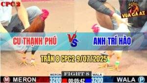 Trận 8 CPC2 9/7/2025 - Gà Điều Anh Cu Thạnh Phú Đá Bướm Bay Phấp Phới