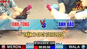 Trận 16 CPC1 1/7/2025 - Gà Que Anh Tùng Siết 3 Chân Đá Bướm Rớt Nài