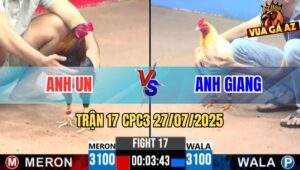 Trận 17 CPC3 27/7/2025 - Gà Úa Anh Giang Đá Đối Thủ Bại Tỳ Nằm Chết