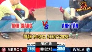 Trận 19 CPC3 27/7/2025 - Gà Điều Anh Gang Đá Mu Lưng Lụm Gọn Gà Chuối