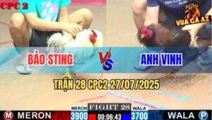Trận 28 CPC2 27/7/2025 – Bảo Sting Nài Gà Bướm Thua Tang Hoà Đối Thủ