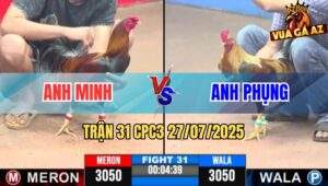 Trận 31 CPC3 27/7/2025 - Gà Anh Minh Nạp Cựa Đầu Cần Đá Đối Thủ Bay Bồ