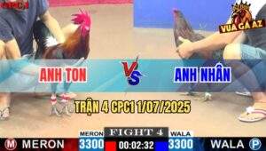 Trận 4 CPC1 1/7/2025 - Gà Điều Xanh Anh Ton Bị Đâm Hư Hình Gục Tại Bồ
