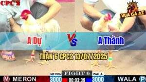 Trận 6 CPC2 13/7/2025 - Gà Anh Thành Đá Phản Ăn Ngược Gà Anh Dự