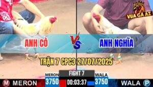 Trận 7 CPC3 27/7/2025 - Gà Anh Nghĩa Tải Cựa Quá Tốt Đâm Ói Đối Thủ
