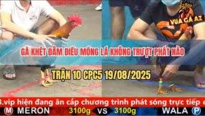 Trận 10 CPC5 19/8/2025 - Gà Khét Đâm Điều Mồng Lá Không Sót Chân Nào
