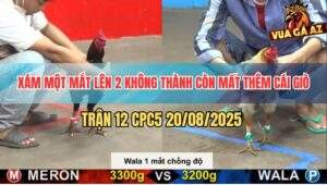 Trận 12 CPC5 20/5/2025 - Xám 1 Mắt Lên 2 Không Thành Mất Thêm Cái Giò