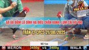 Trận 12 CPC5 21/8/2025 - Úa Hạ Điều Chân Xanh Lụm Cái Xổ 100 Quá Ngọt
