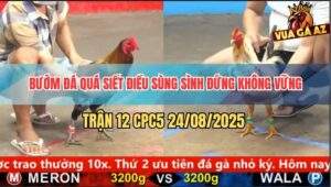 Trận 12 CPC5 24/8/2025 - Bướm Đá Quá Siết Điều Sùng Sình Đứng Hết Nổi