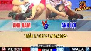Trận 17 CPC2 3/8/2025 - Gà Anh Nam Đá Gà Anh Lợi Bỏ Chạy Kêu Oang Oác