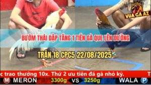 Trận 18 CPC5 22/8/2025 - Gà Bướm Dập Như Máy, Hạ Que Trong 1 Nốt Nhạc