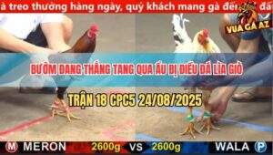 Trận 18 CPC5 24/8/2025 - Gà Điều May Độ Có Chân Phản Đâm Bướm Lìa Giò