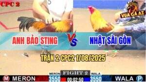 Trận 2 CPC2 1/8/2025 - Vàng Tàu Anh Nhật Đá Bại Liệt Gà Anh Bảo Sting