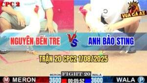 Trận 20 CPC2 1/8/2025 - Gà Anh Bảo Sting Toàn Đưa Lưng Cho Đối Thủ Đâm