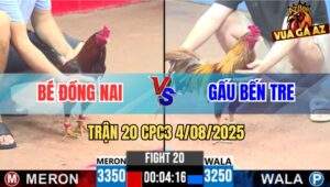Trận 20 CPC3 4/8/2025 - Gà Khét Anh Gấu Chưa Kíp Đá Đã Nằm 1 Đống