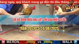 Trận 20 CPC5 24/8/2025 - Điều Bị Đá Cóng Giò Gồng Cứu Chủ Không Thành