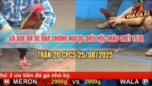 Trận 20 CPC5 25/8/2025 - Que Đá Xe Đạp Chổng Ngược Điều Ói Máu Tắt Thở