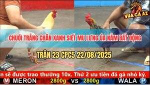 Trận 23 CPC5 22/8/2025 - Chuối Trắng Chân Xanh Đâm Cựa Quá Nghiệt