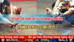 Trận 24 CPC5 22/8/2025 - Gà Khét Có Chân Xạo Lờ Lấy Mạng Gà Bướm