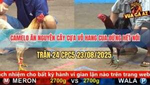 Trận 24 CPC5 23/8/2025 - Gà Que Đâm Camelo Ngay Hang Cua Té Khỏi Sửa