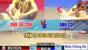 Trận 28 CPC2 6/8/2025 - Gà Bướm Anh Cọp Lên 2 Không Thành Công
