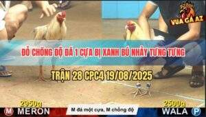 Trận 28 CPC4 19/8/2025 - Bướm Đỏ Chồng Độ Chấp Ngông Bị Đá Nhảy Tửng