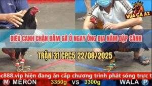 Trận 31 CPC5 22/8/2025 - Điều Chớp Thời Cơ Đâm Ngay Ông Địa Lụm Kem