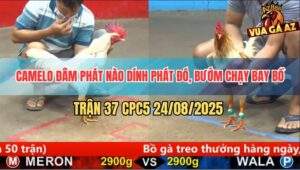 Trận 37 CPC5 24/8/2025 - Camelo Canh Đá Chân Nào Bướm Ra Tiền Chân Đó