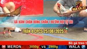 Trận 4 CPC5 25/8/2025 - Xám Son Hạ Gà Bướm Quá Nhanh Quá Nguy Hiểm