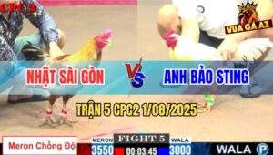 Trận 5 CPC2 1/8/2025 - Gà Vàng Anh Nhật Lên 2 Hạ Bướm Hiệu Bảo Sting