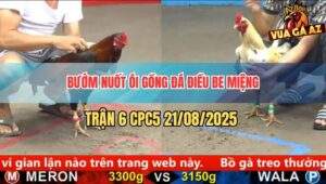 Trận 6 CPC5 21/8/2025 - Gà Bướm Nuốt Ói Phản 5 Lai Đưa Biện Ra Đảo