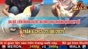 Trận 6 CPC5 22/8/2025 - Gà Úa Đá Liên Hồi Bướm Trụ Không Nổi Bay Bồ