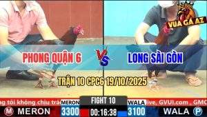 Trận 10 CPC6 19/10/2025 - Que Cọp Anh Phong Quận 6 Tải Cựa Quá Tốt