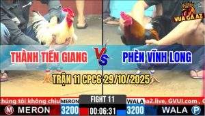 Trận 11 CPC6 29/10/2025 - Gà Điều Phèn Vĩnh Long Đá Chân Như Cây Đập