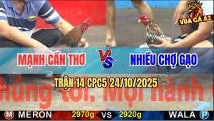 Trận 14 CPC5 24/10/2025 - Anh Mạnh Cần Thơ Và Anh Nhiều Chợ Gạo