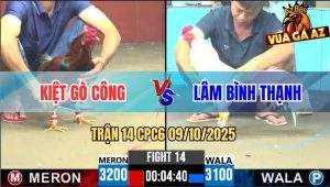 Trận 14 CPC6 9/10/2025 - Gà Que Anh Kiệt Đá Tăng 1 Gà Úa Đứng Hết Nổi