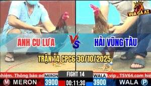 Trận 14 CPC6 30/10/2025 - Điều Cọp Anh Cu Lửa Canh Nạp 1 Chân Lúa Về