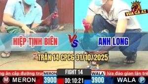 Trận 14 CPC6 31/10/2025 - Gà Que Anh Long Đá Như Máy Vô Kính Bỏ Ô