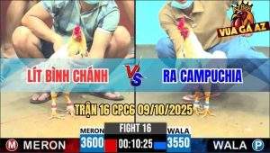 Trận 16 CPC6 9/10/2025 - Gà Bướm Anh Ra Campuchia Tải Cựa Quá Tốt