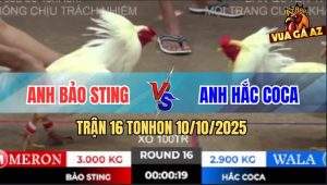 Trận 16 TonHon 10/10/2025 - Bảo Sting Nài Gà Đẳng Cấp, Đưa AE Về Bờ