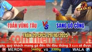 Trận 20 CPC5 29/10/2025 - Anh Toản Vũng Tàu Và Anh Sang Gò Công