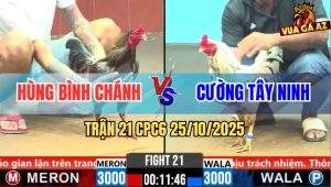 Trận 21 CPC6 25/10/2025 - Xám Bao Bồ Bị Bướm Đá Bể Hộp Số